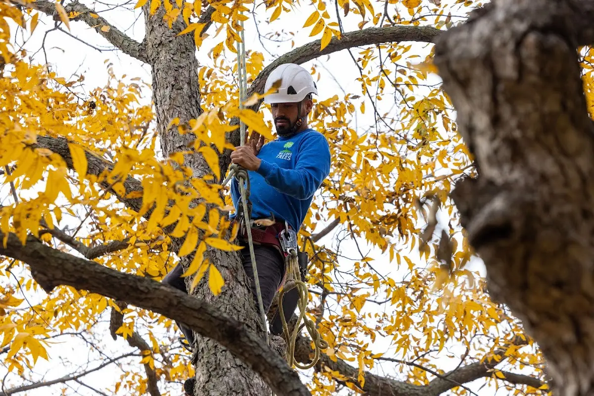 Skilled Tree Pruning crew working in Winsted